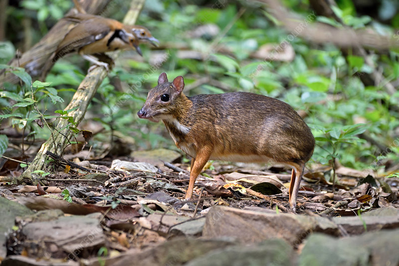 a-mouse-deer-story-borneo-history